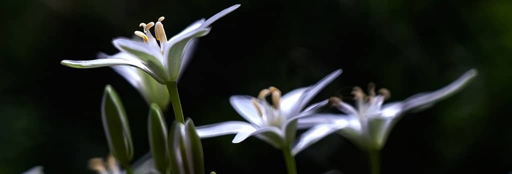 Picture of white flowers representing divorce